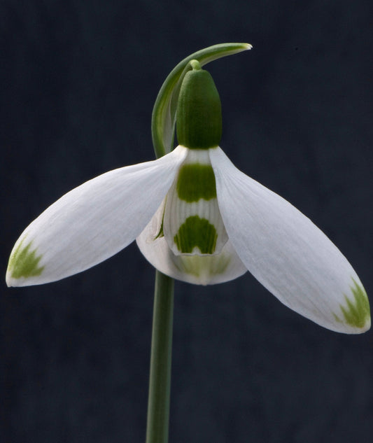 Galanthus Bumble Green