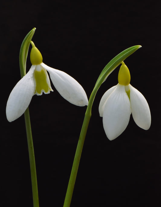 Galanthus Chantry Bimbo