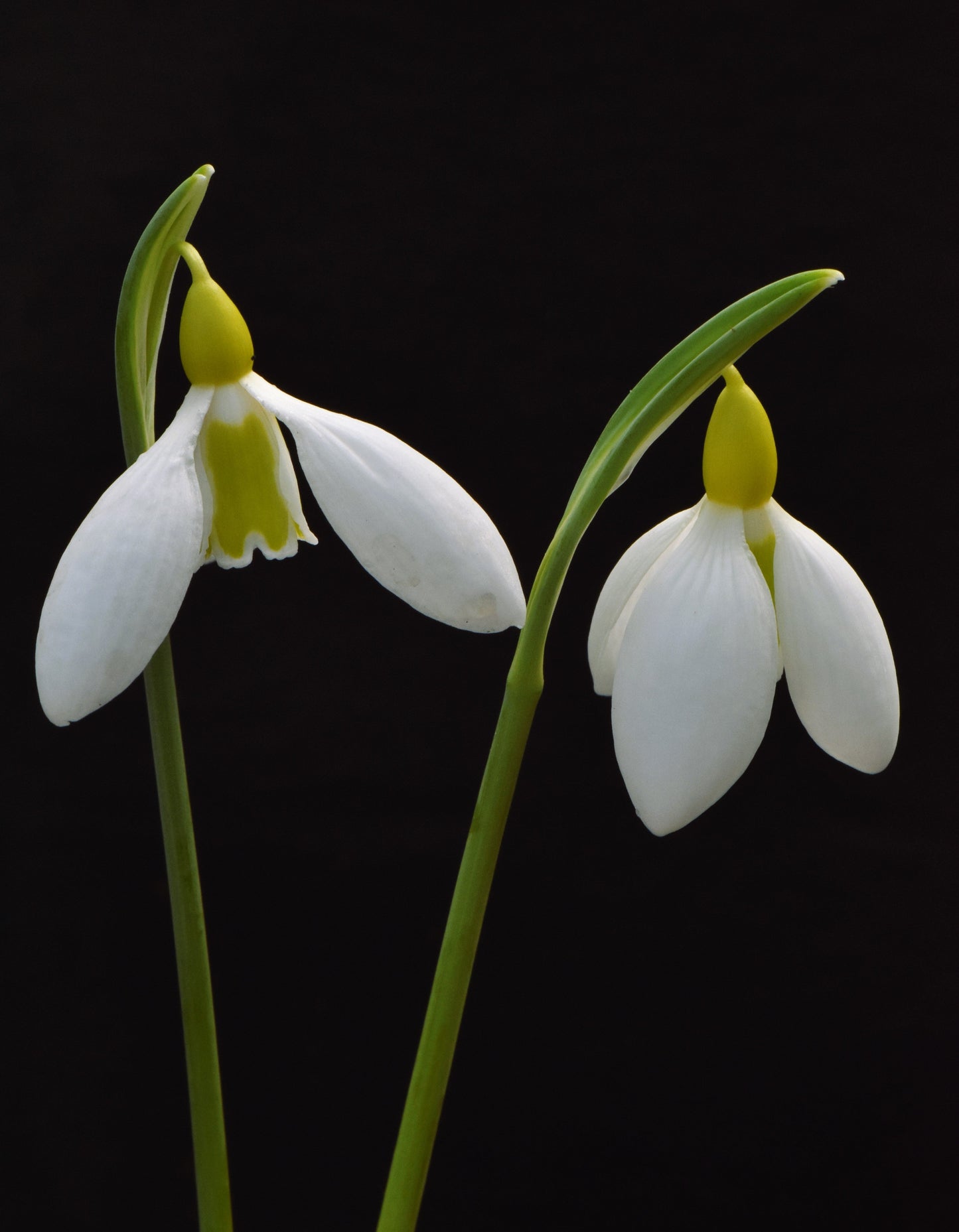 Chantry Bimbo
