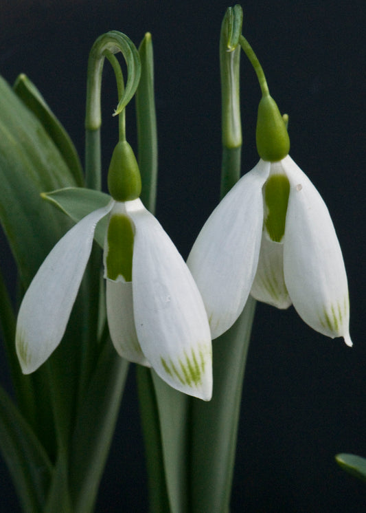 Galanthus Chantry Bonus