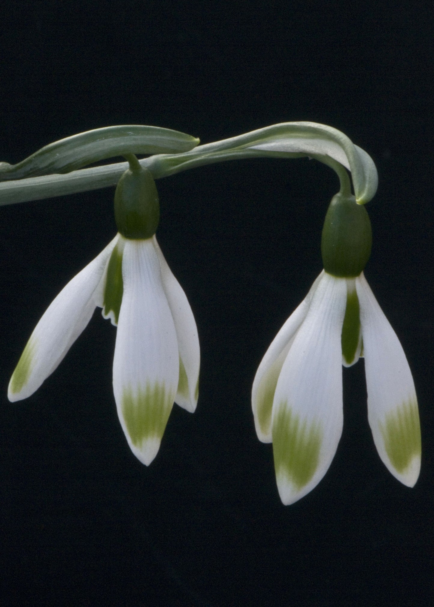 Galanthus Chantry Constable