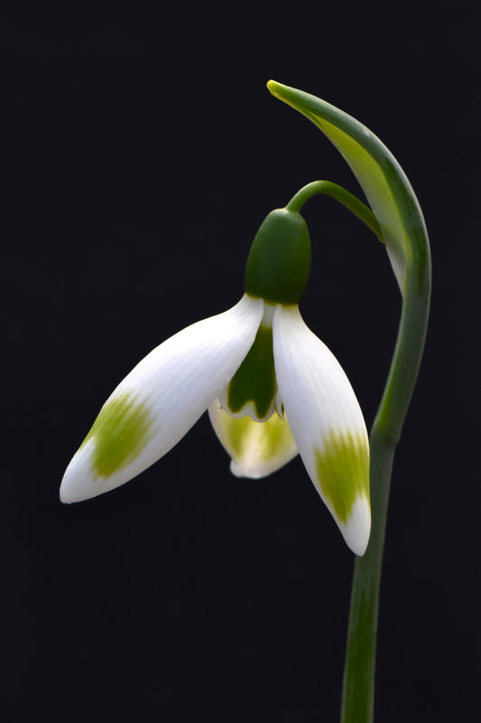 Galanthus Chantry Constable