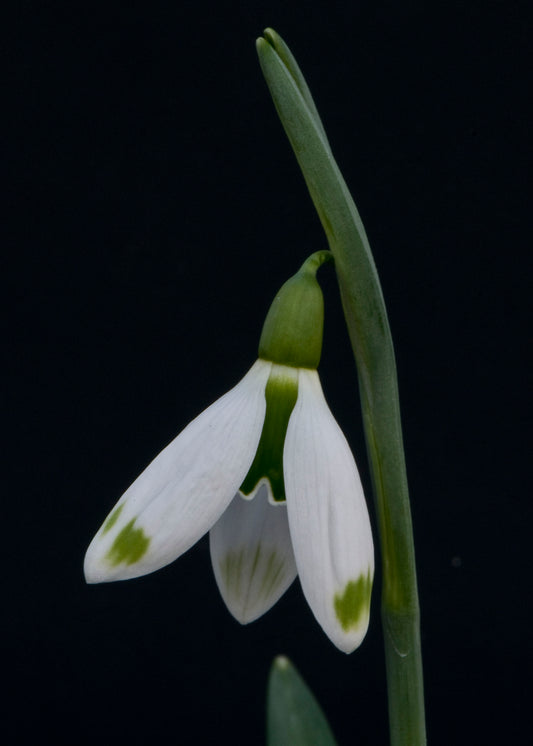 Galanthus Chantry Dame
