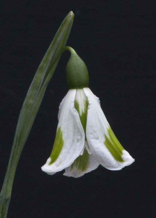 Galanthus Chantry Lady