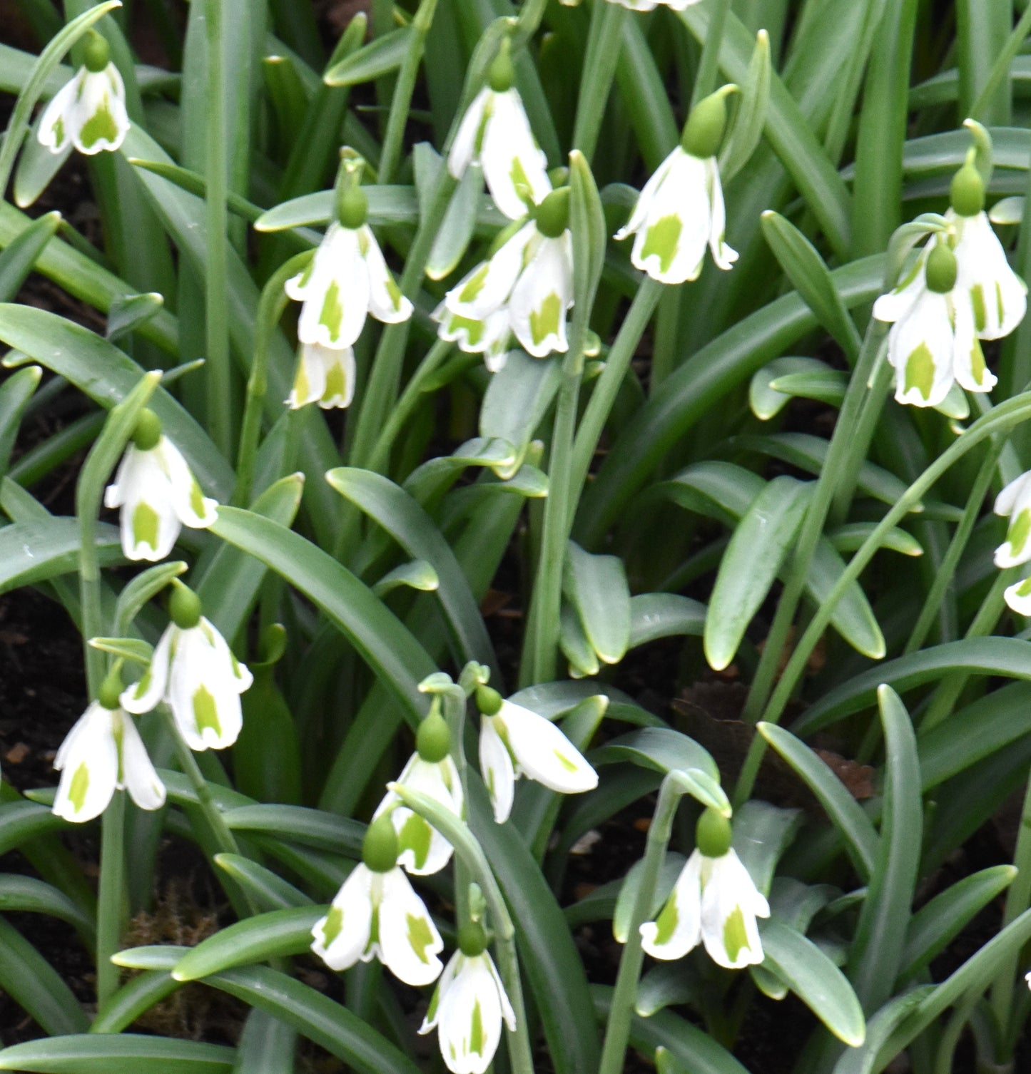 Galanthus Chantry Lady