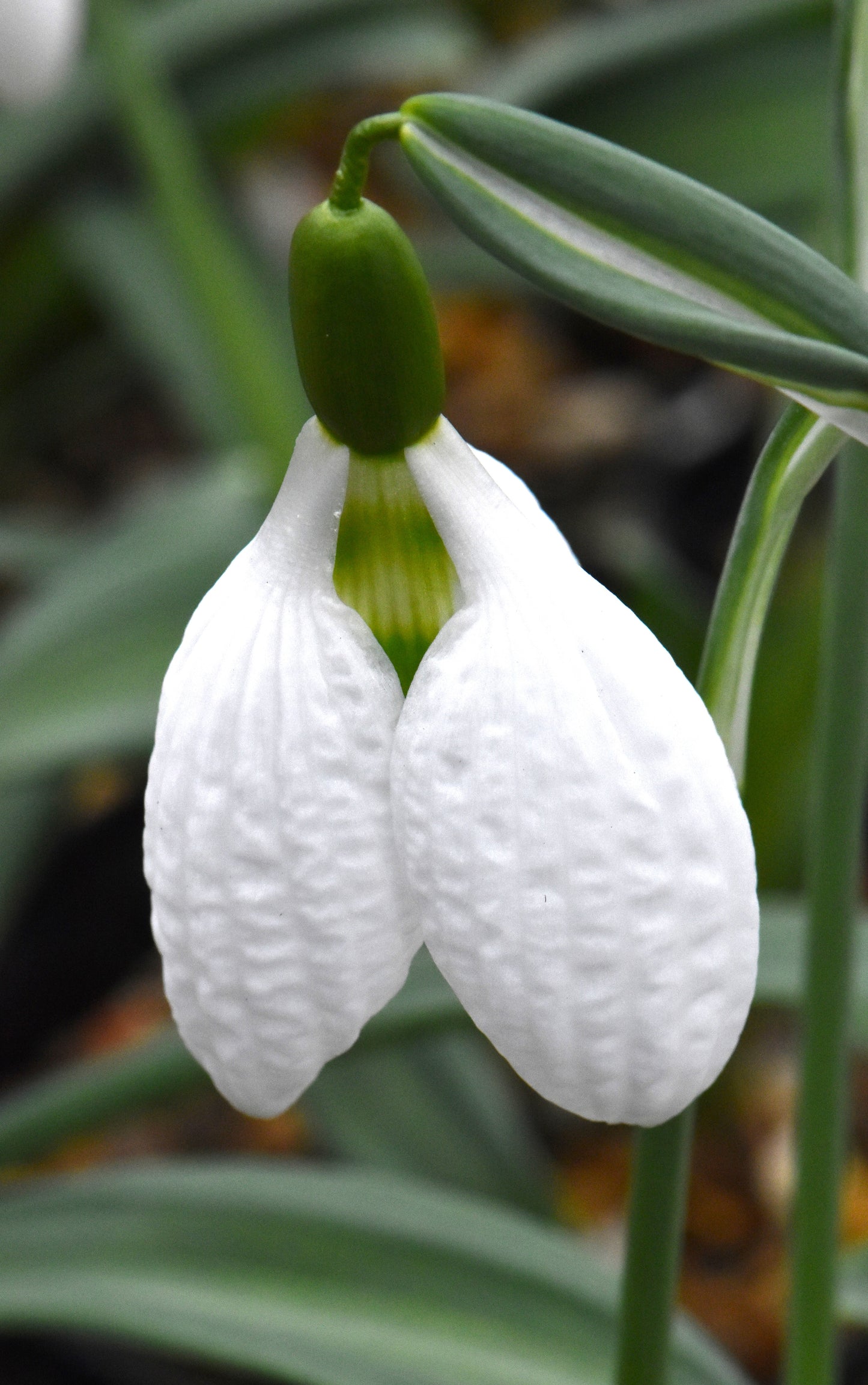 Galanthus Chantry Taffeta