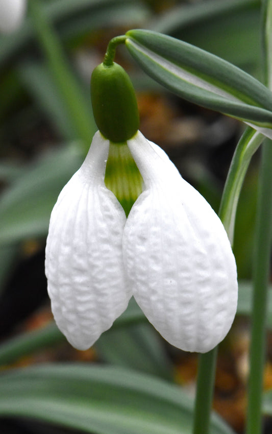 Galanthus Chantry Taffeta