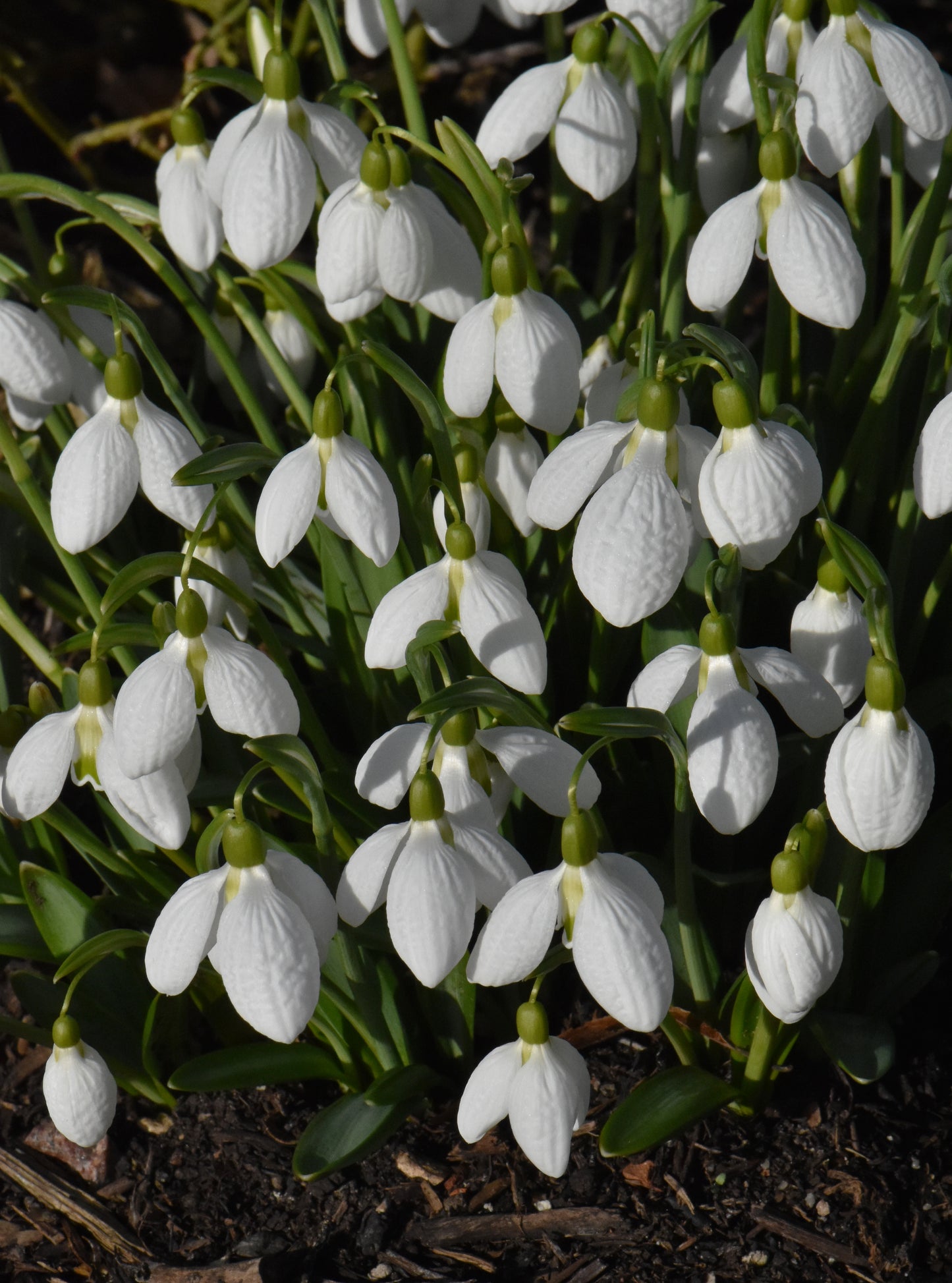 Galanthus Chantry Taffeta