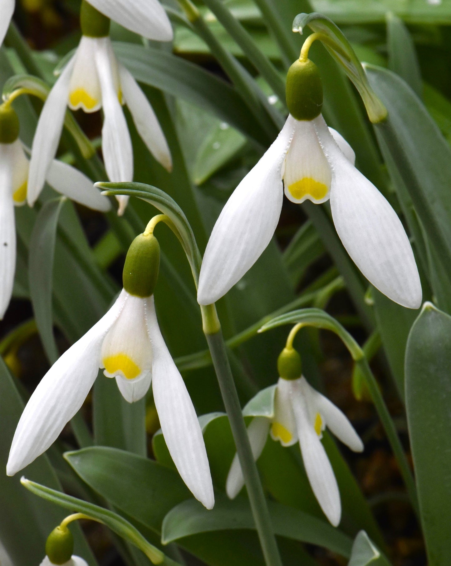 Galanthus Chantry Tease