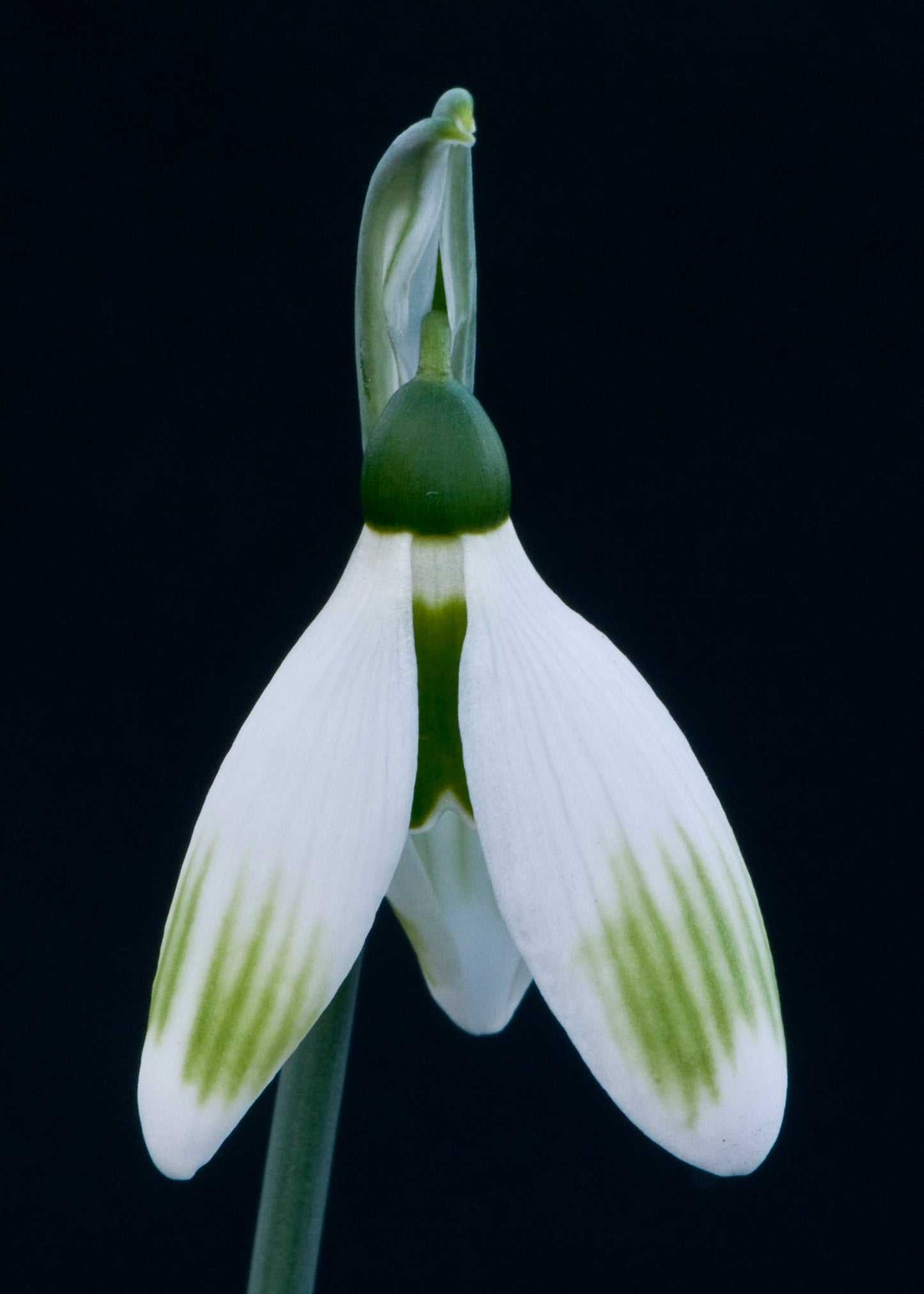 Galanthus Chantry Pinstripe