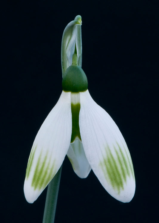 Galanthus Chantry Pinstripe