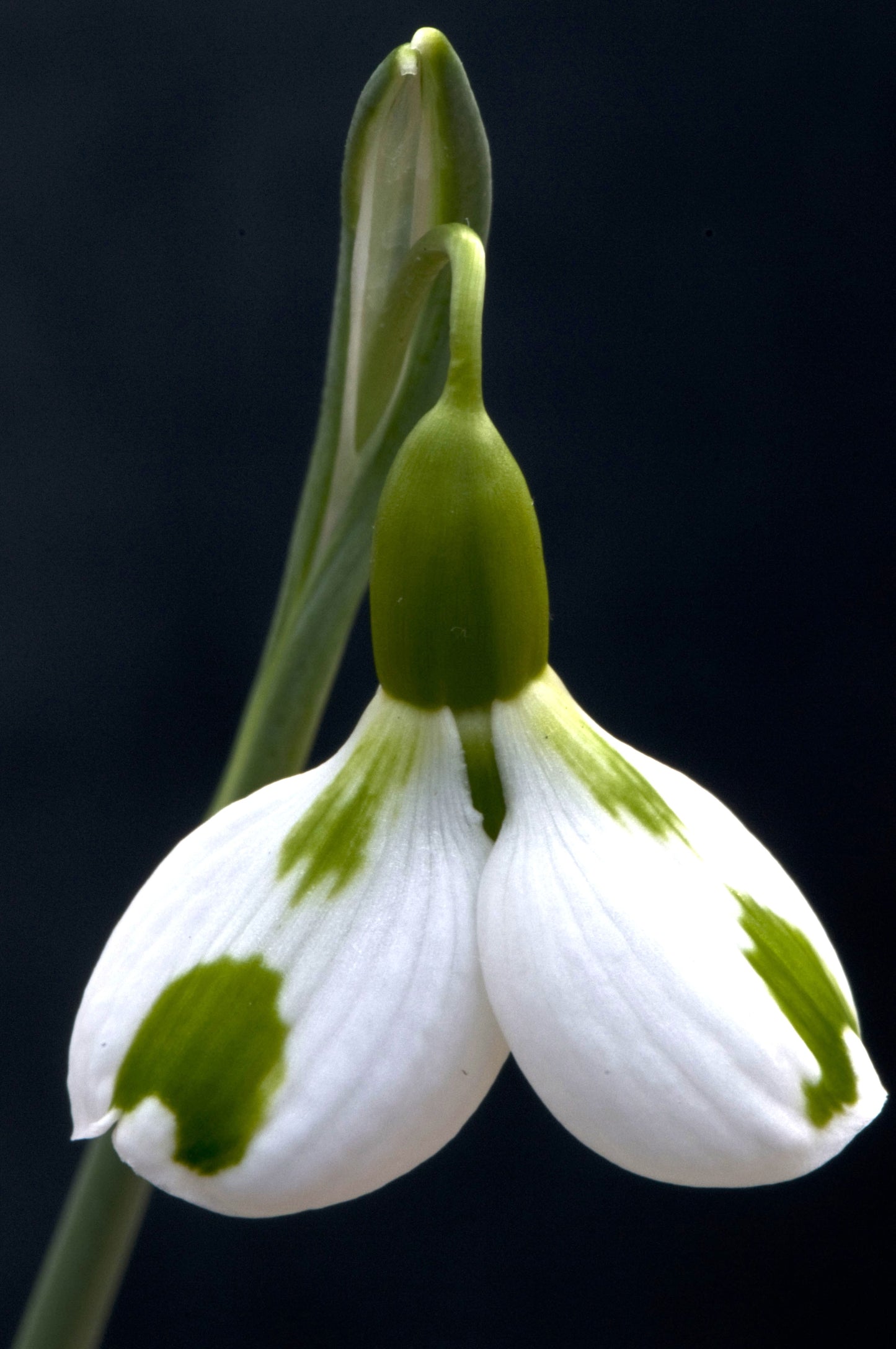 Galanthus Corrin