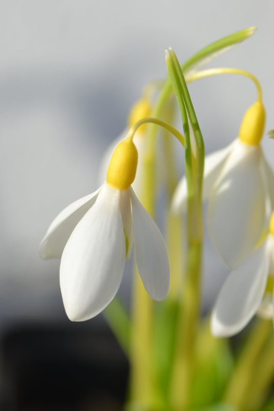 Galanthus Dicks Early Yellow