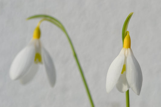 Galanthus Dryad Gold Bullion