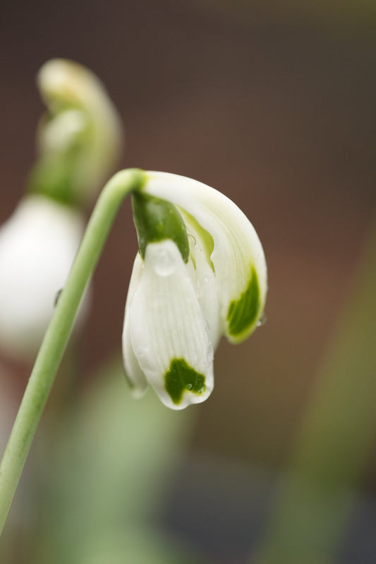Galanthus 'Curse Of The Were Rabbit'