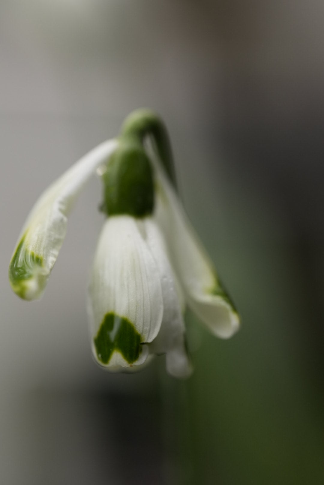 Galanthus 'Curse Of The Were Rabbit'
