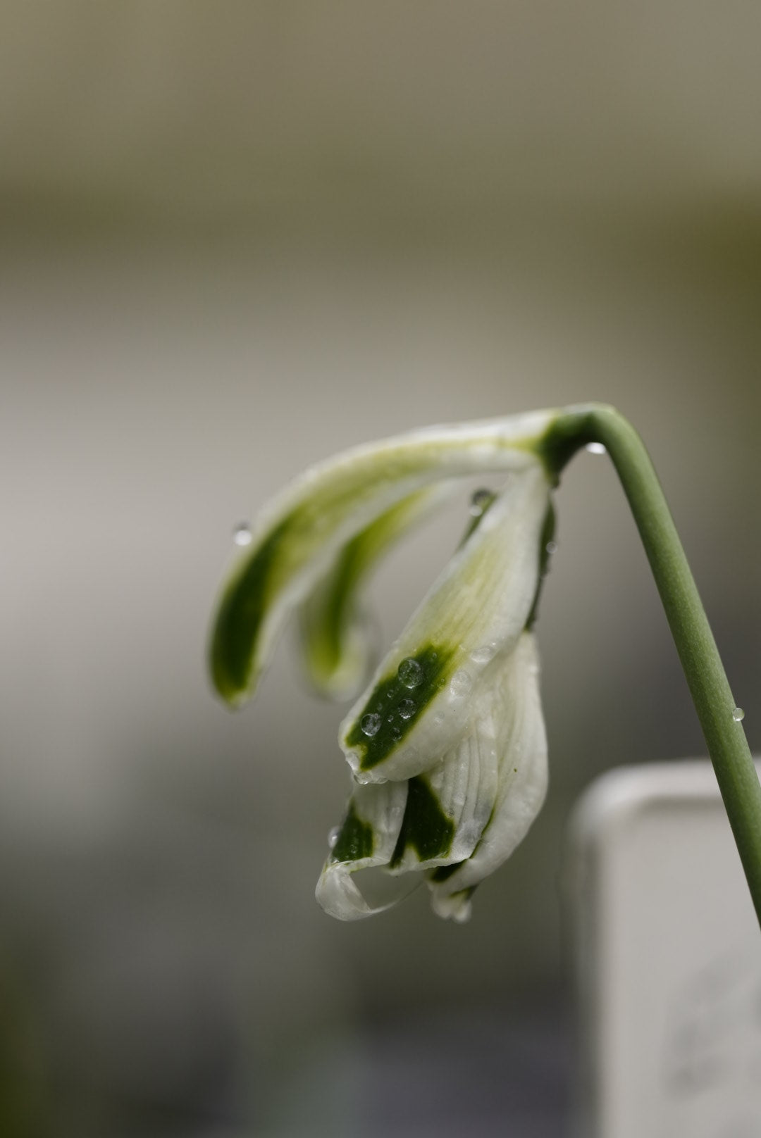 Galanthus 'Curse Of The Were Rabbit'