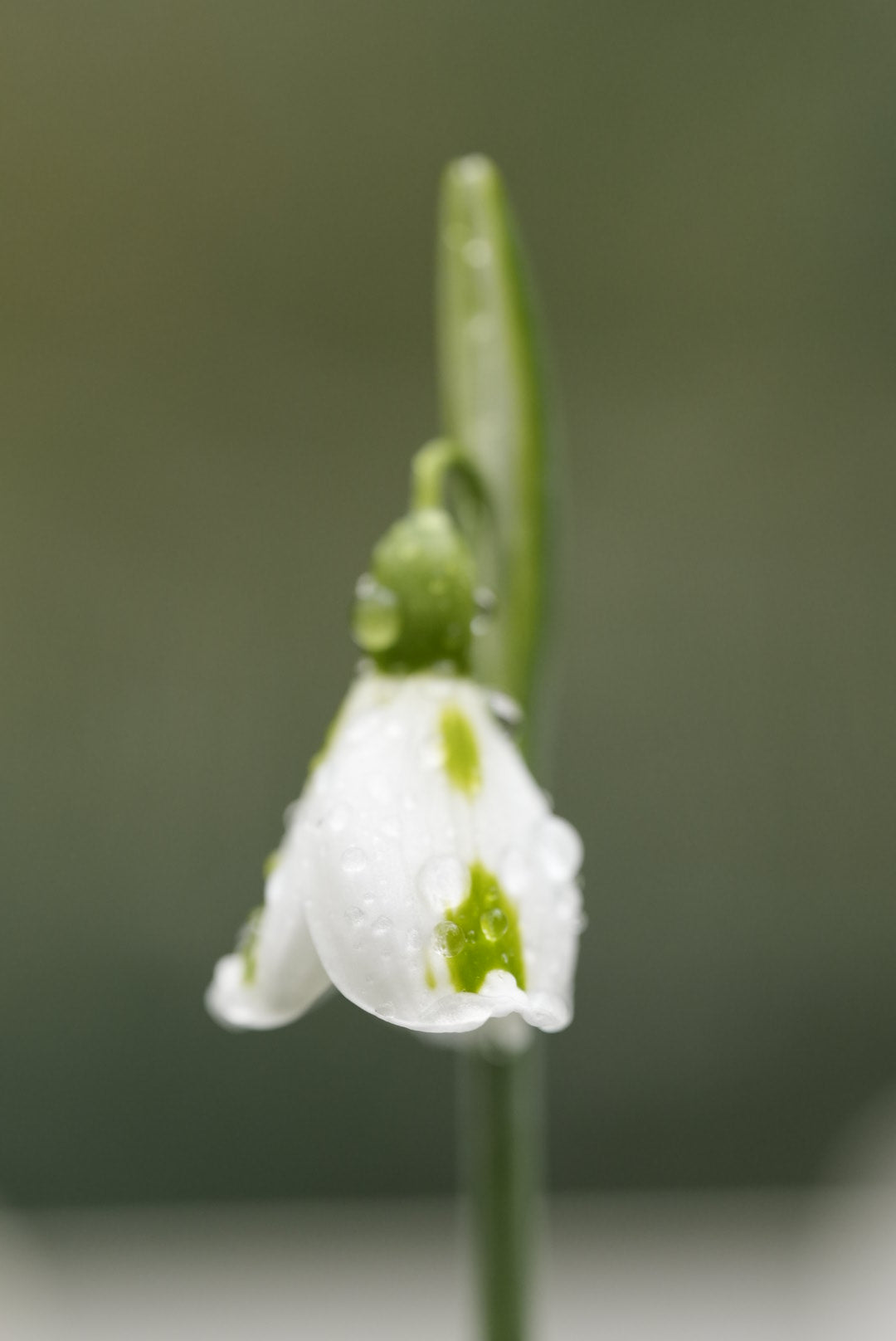 Galanthus Trimmer