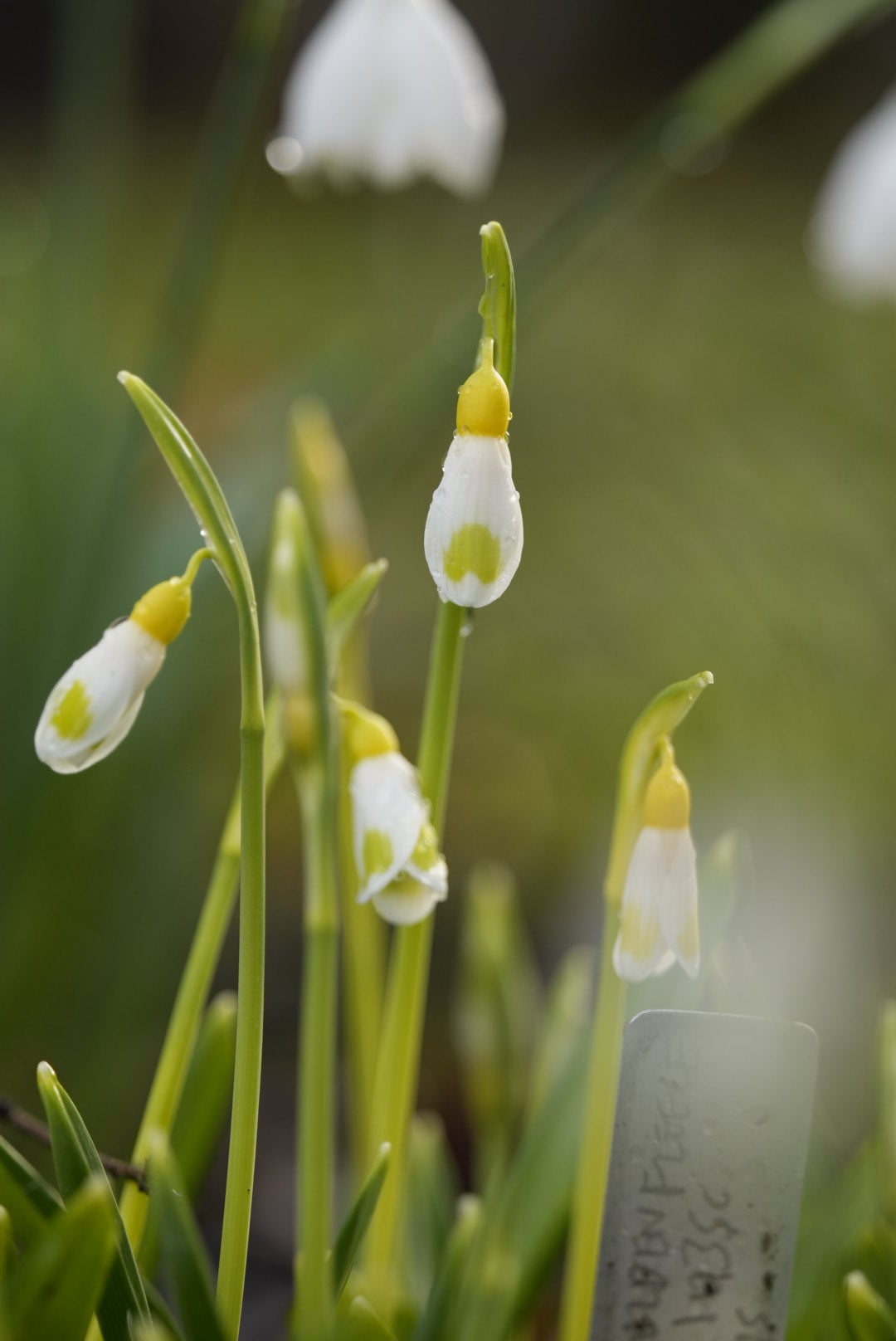 Galanthus Golden Fleece