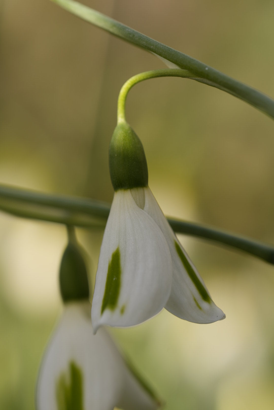 Galanthus Trumpolute