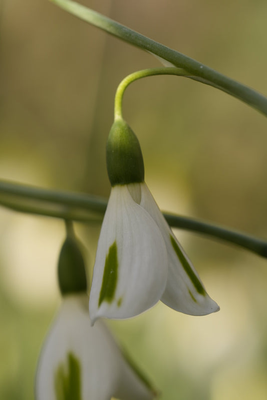 Galanthus Trumpolute