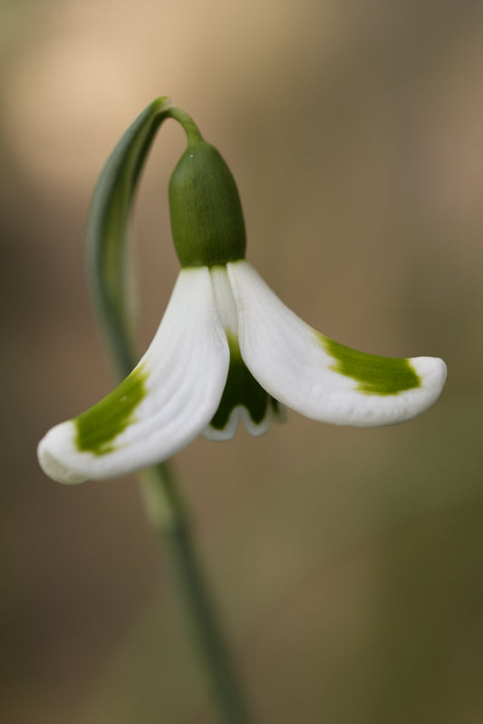 Galanthus Trymming