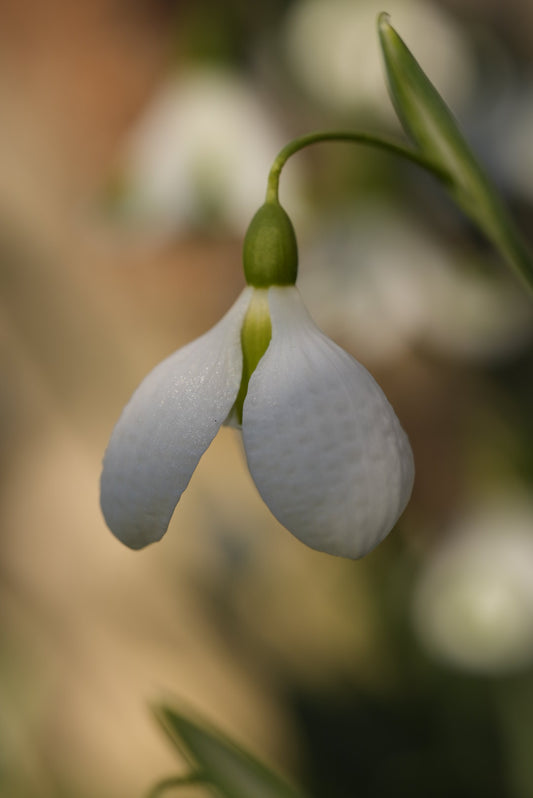 Galanthus Diggory