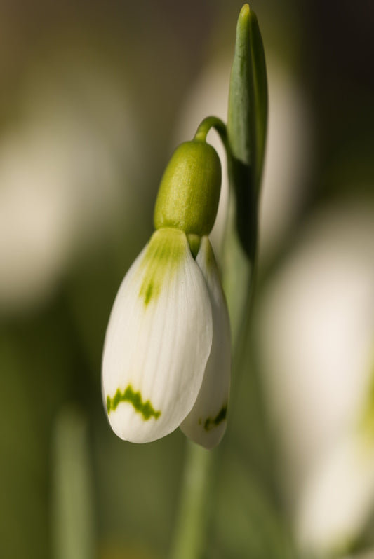 Galanthus Wol Staines