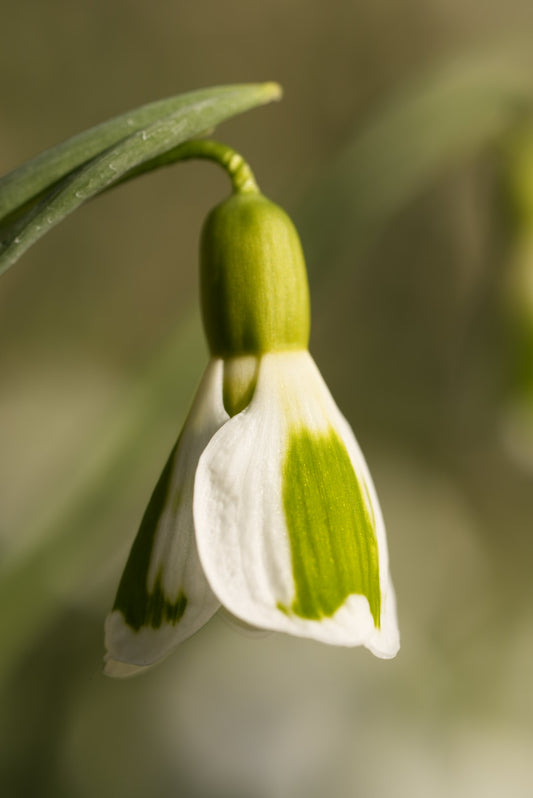 Galanthus The Artist