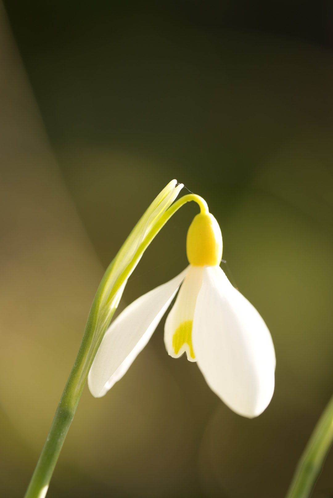 Galanthus Spindlestone Surprise