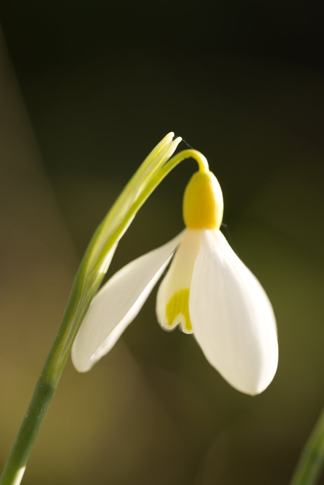 Galanthus Spindlestone Surprise