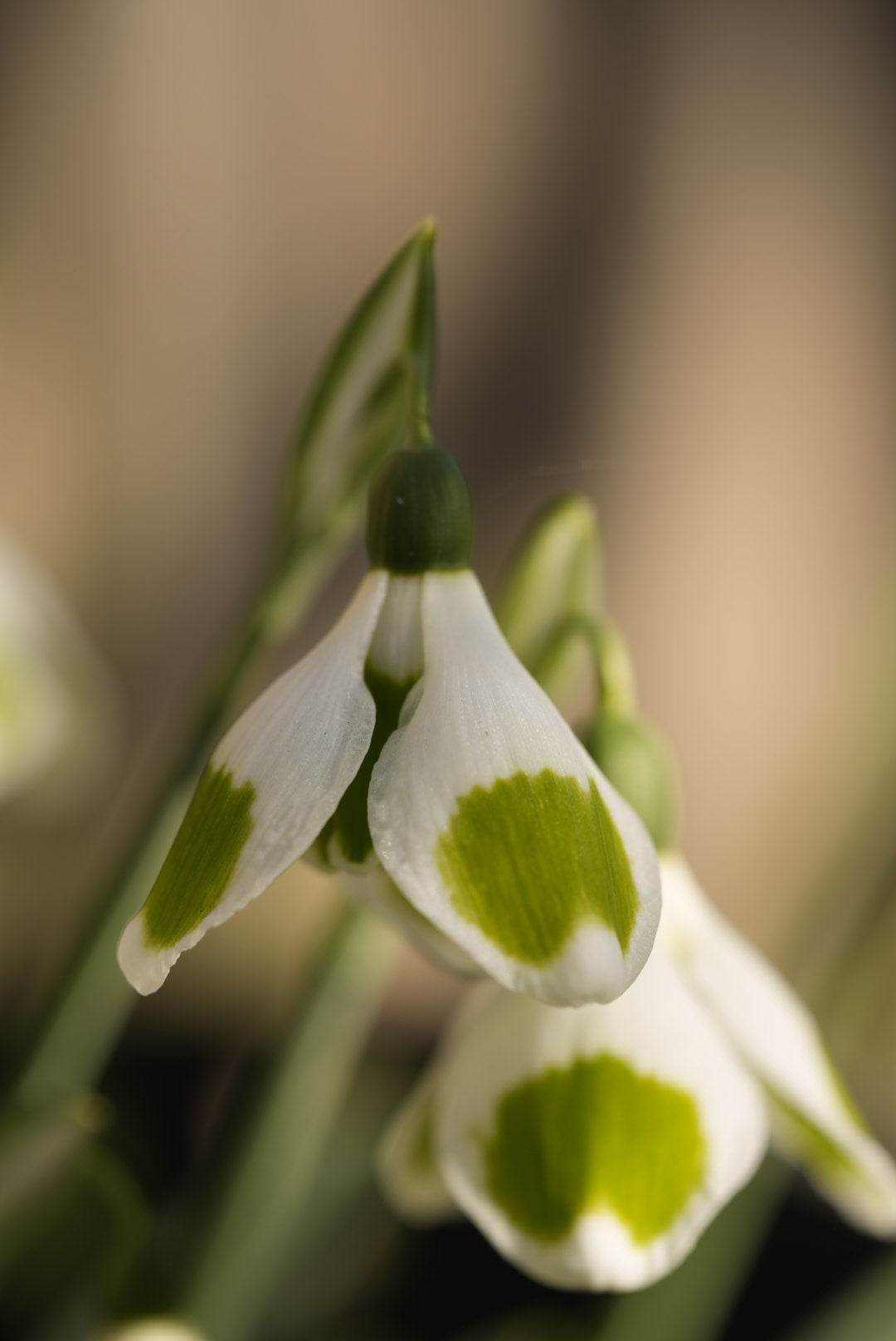 Galanthus Pieces of Eight