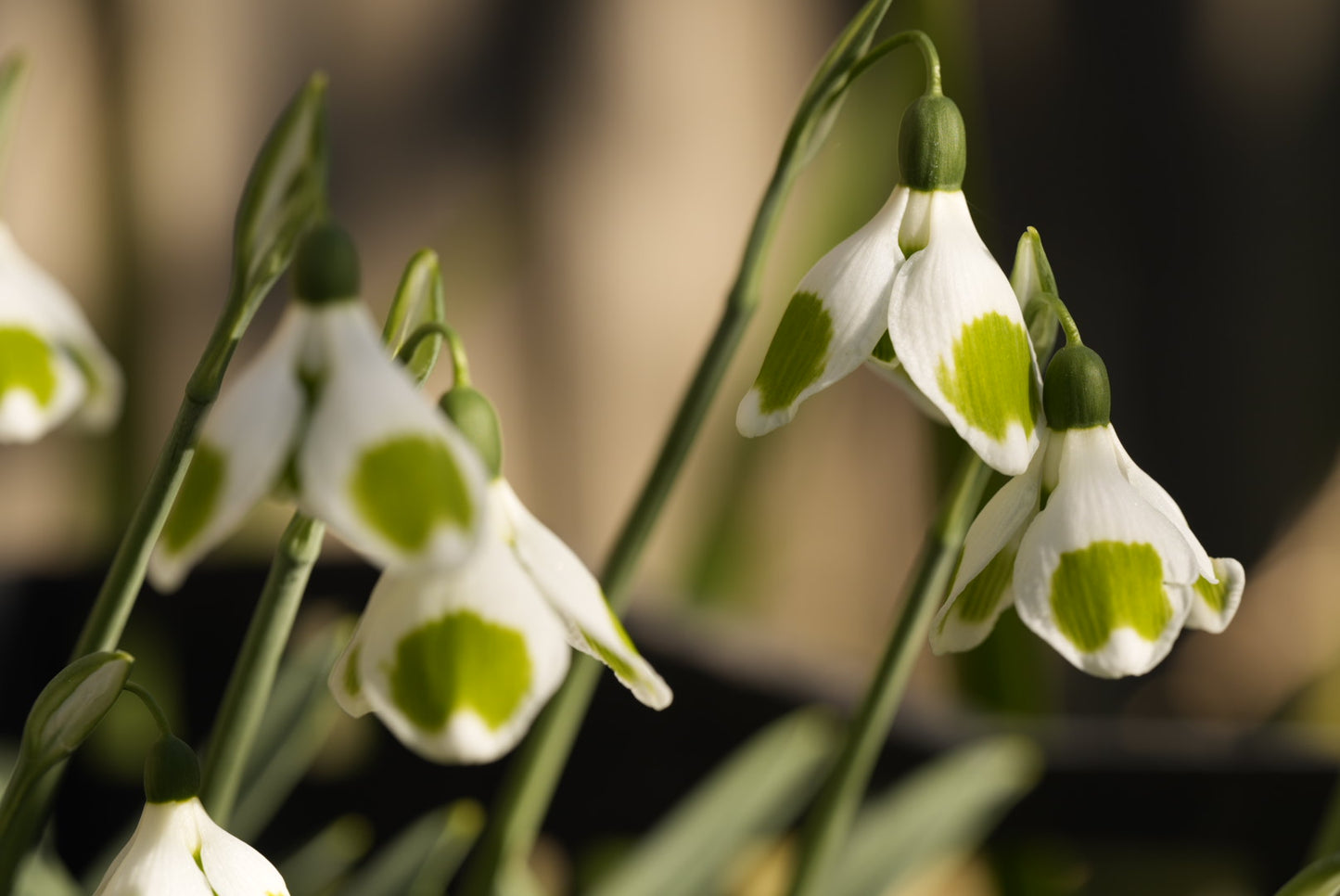 Galanthus Pieces of Eight