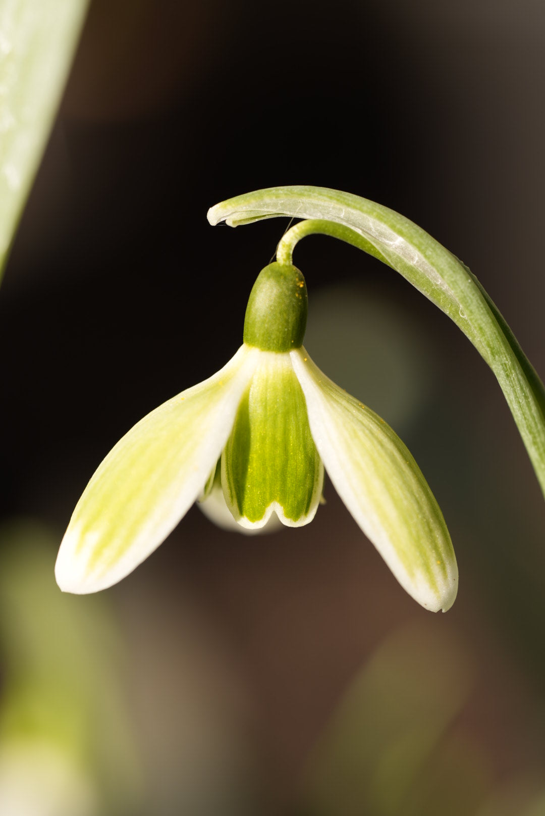 Green Tear