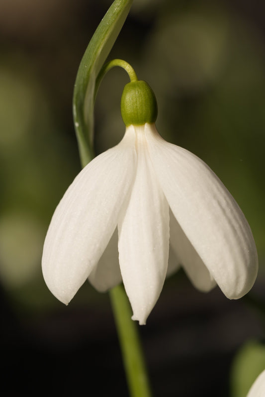 Galanthus Bryan Hewitt