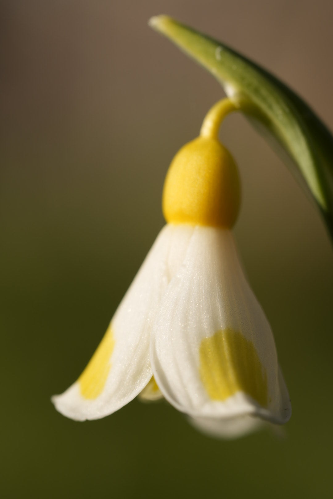 Galanthus Golden Fleece