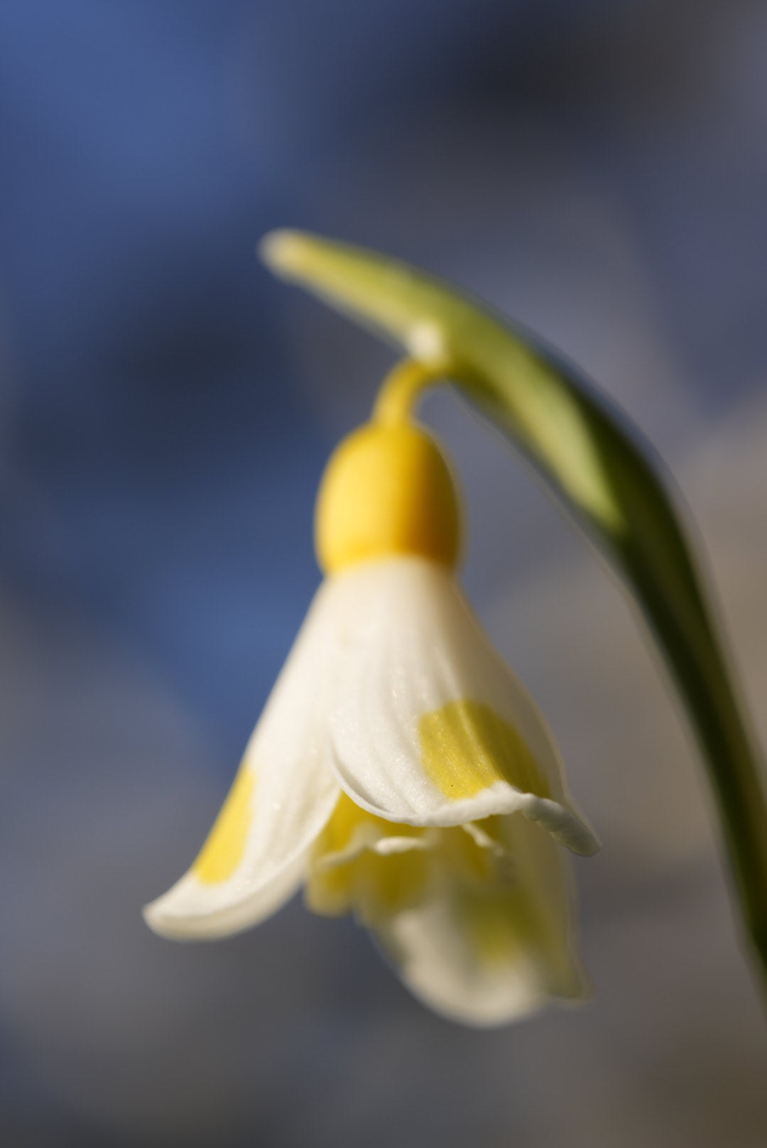 Galanthus Golden Fleece