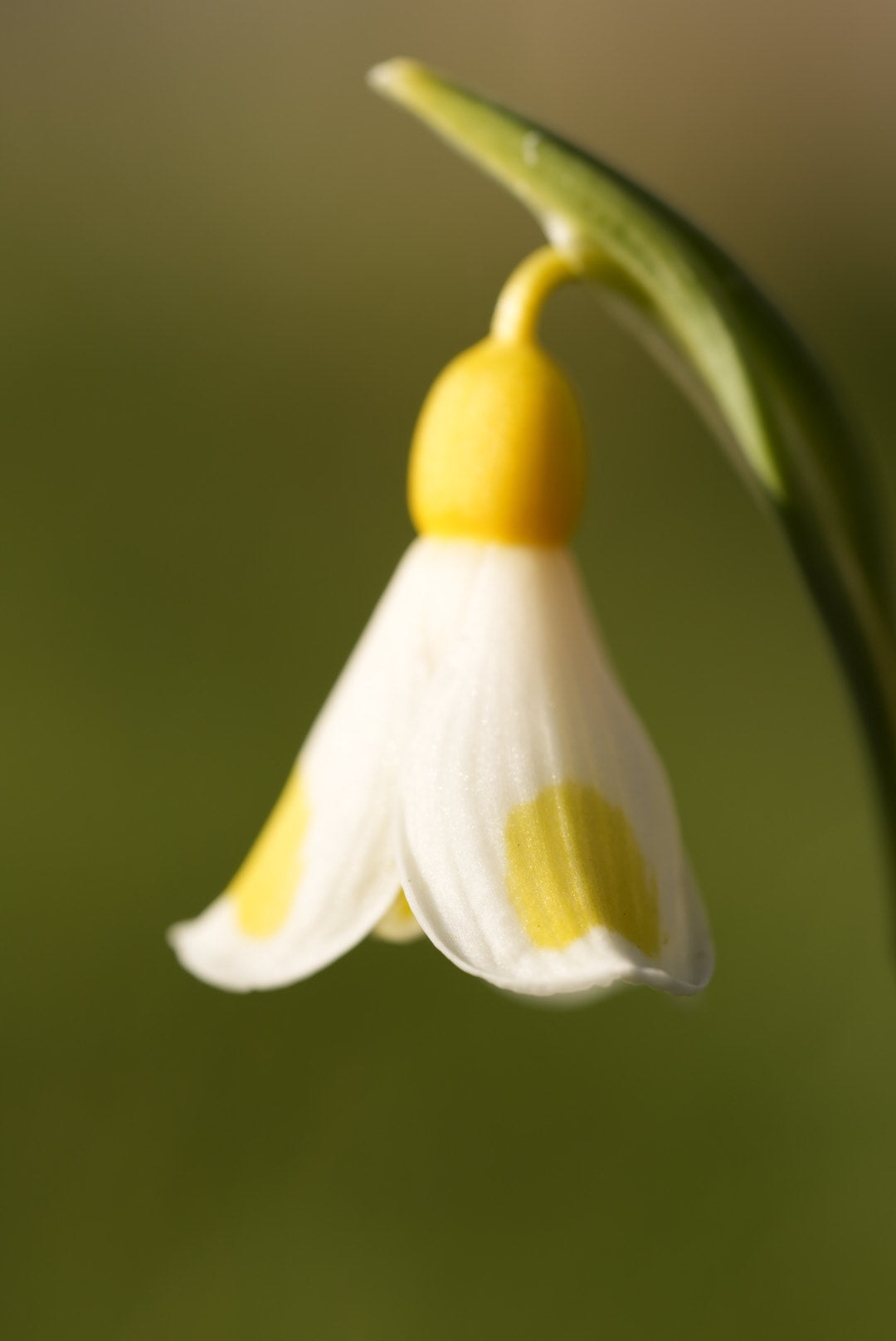 Galanthus Golden Fleece