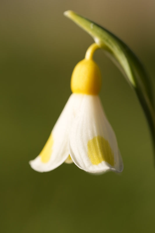 Galanthus Golden Fleece