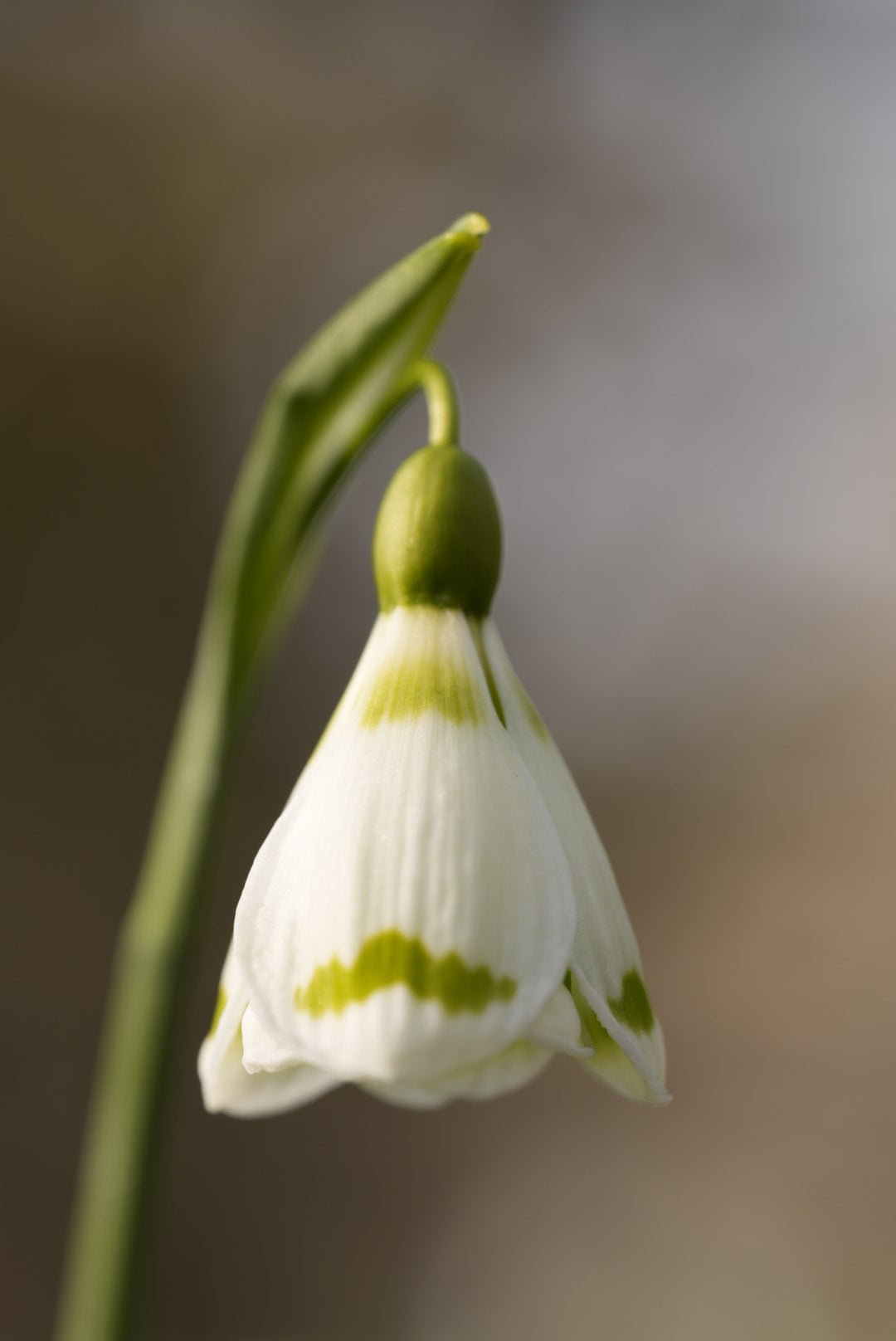Galanthus Chantry Duchess