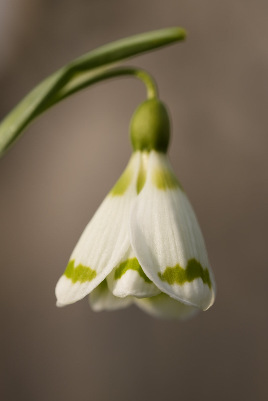 Galanthus Chantry Duchess