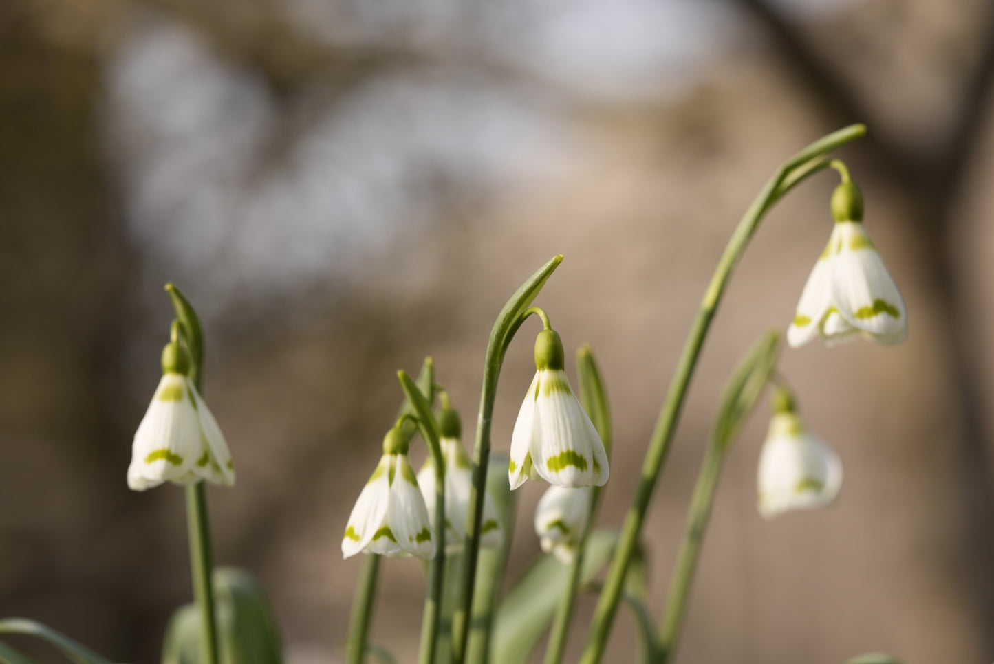 Galanthus Chantry Duchess
