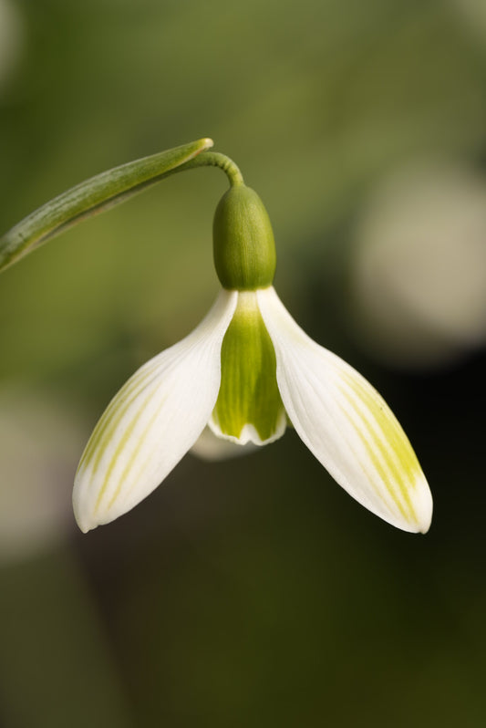 Galanthus Joe Sharman