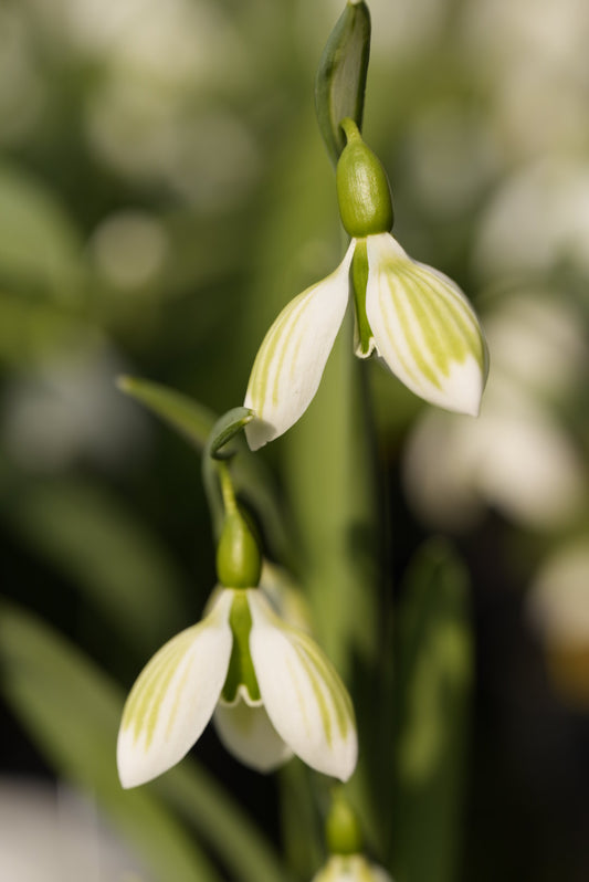 Galanthus Andreas Fault