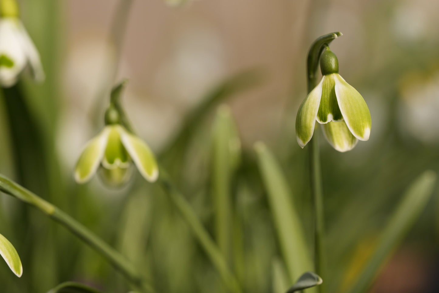 Galanthus Green Mile