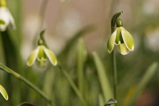Galanthus Green Mile