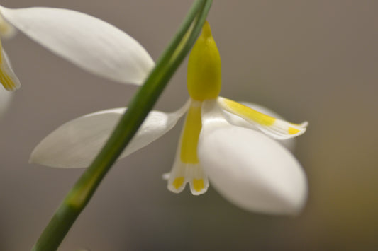 Galanthus Ronald Mackenzie