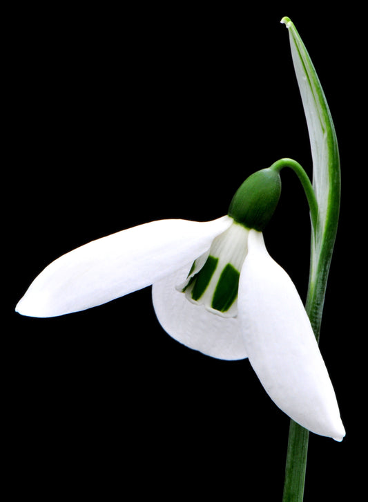 Galanthus Deerslot