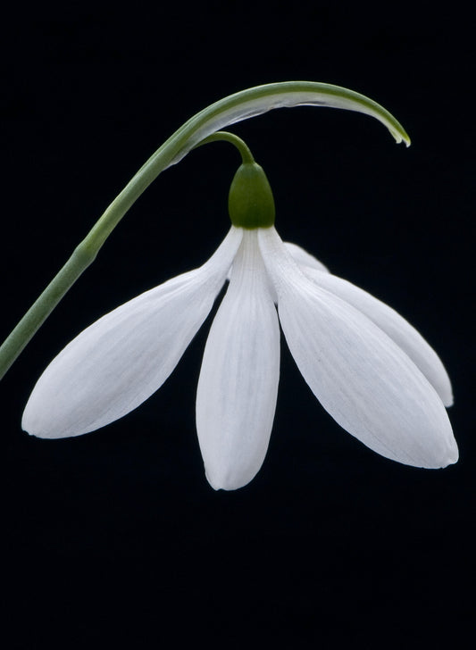 Galanthus Don Armstrong