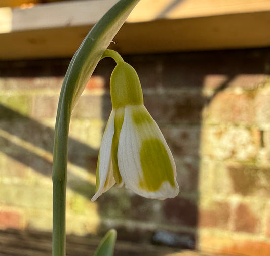 Galanthus Dryad Apollo (Pre-Order)